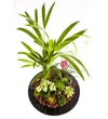 Magic Black Hat Lux Garden - 2