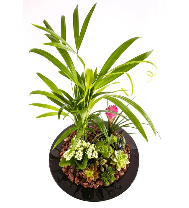 Magic Black Hat Lux Garden - 2
