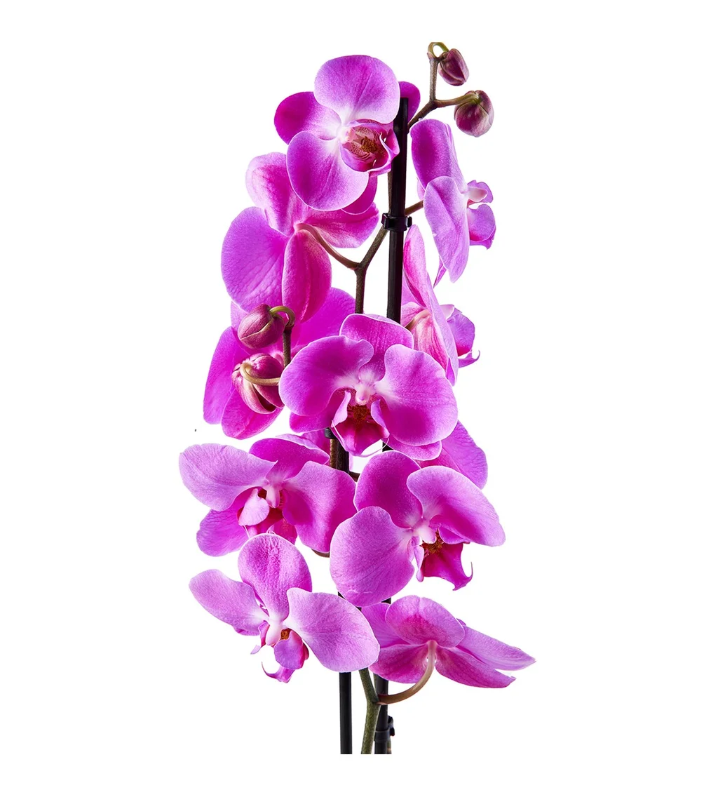 Double Sweet Purple Orkide - 4