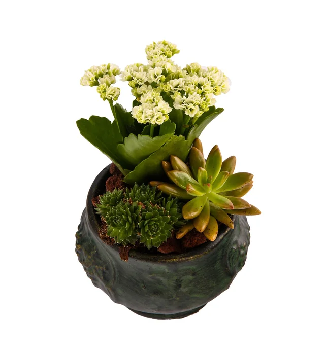 Fresh Trio Garden - 2