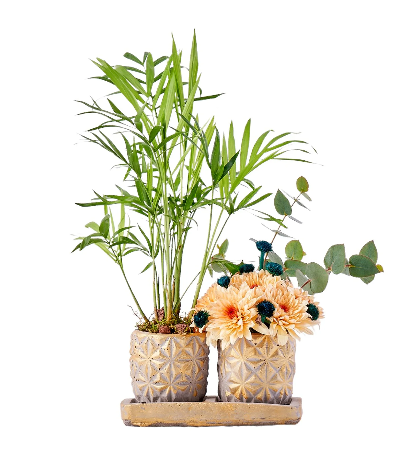 Areca Dream
