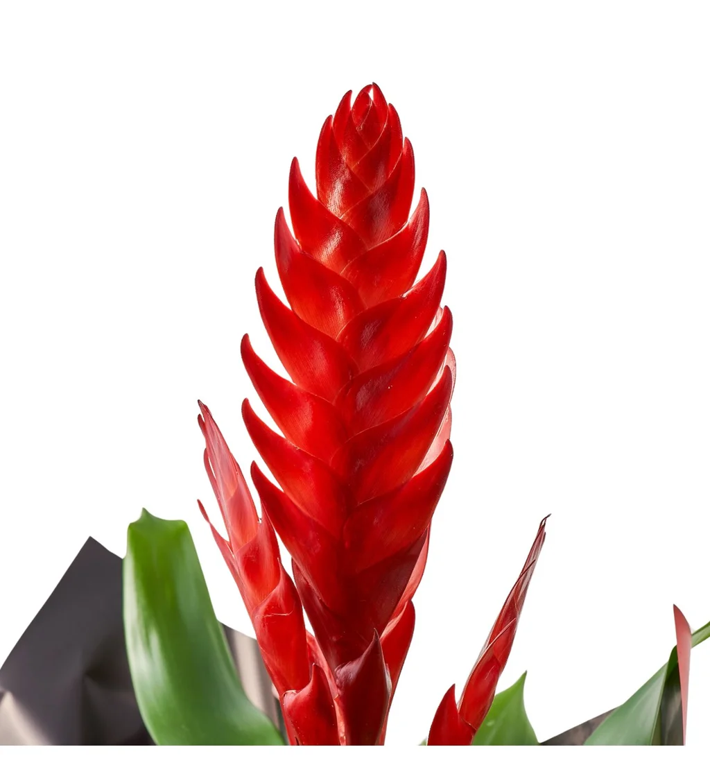 Kırmızı Vriesea Çiçeği - 2