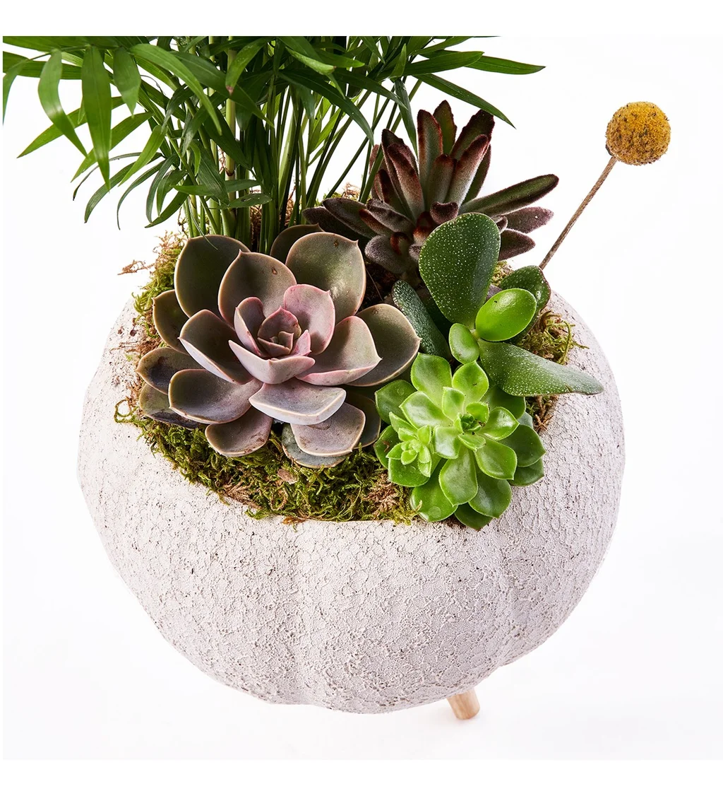 Lux Green Garden - 4