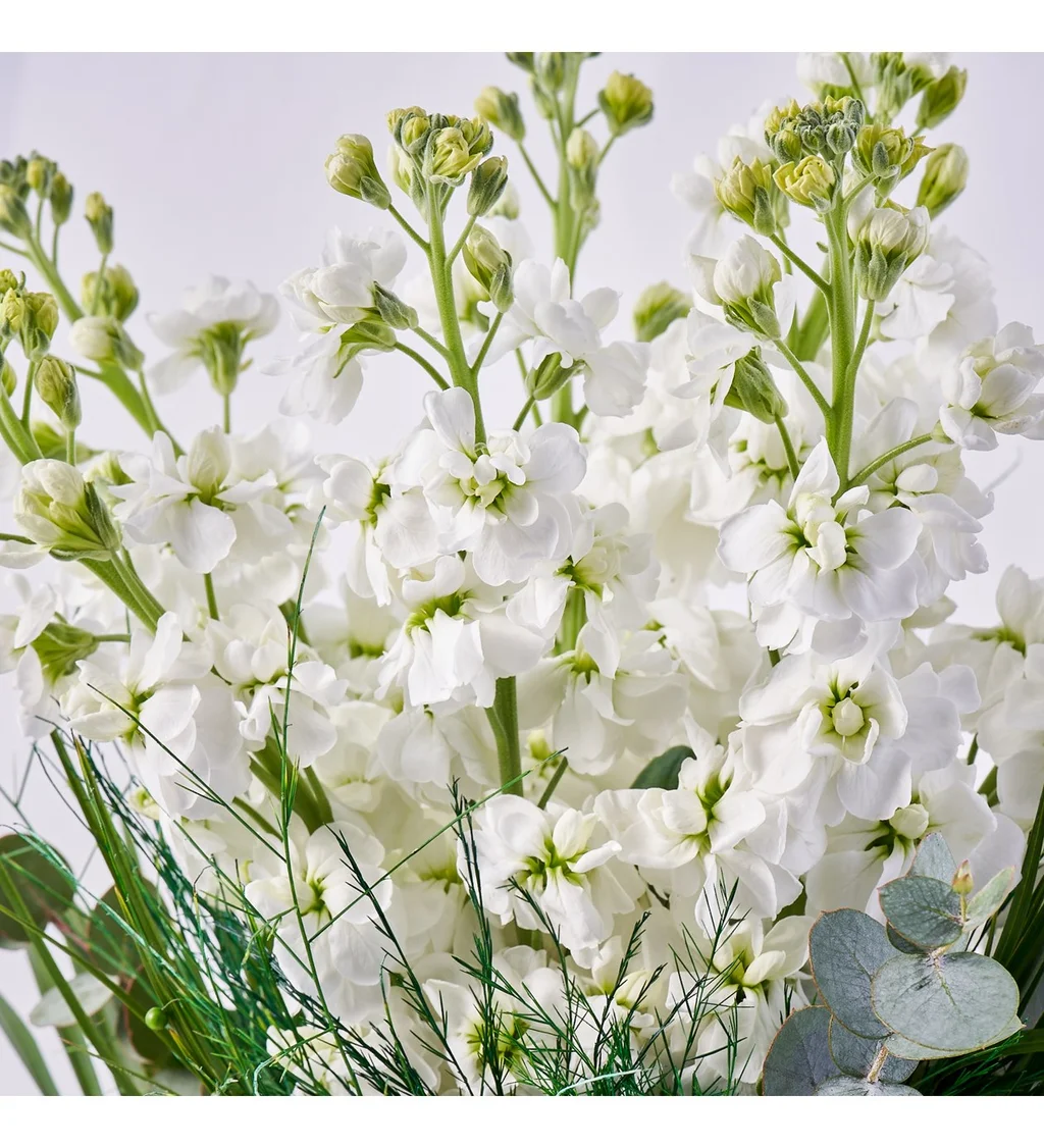 Vazoda Şebboy Çiçeği - 3