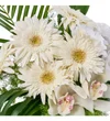 White Harmony - 3