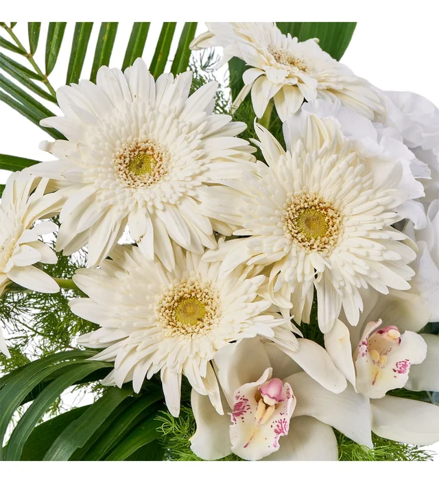 White Harmony - 3