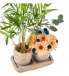 Areca Dream - 2