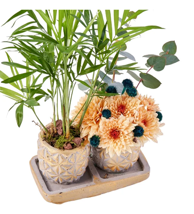 Areca Dream - 2