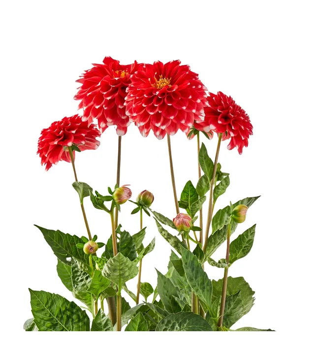 Saksıda Kırmızı Yıldız Çiçeği - 2
