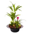 Magic Black Hat Lux Garden - 3
