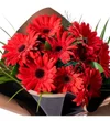 Kırmızı Gerbera Buketi - 2