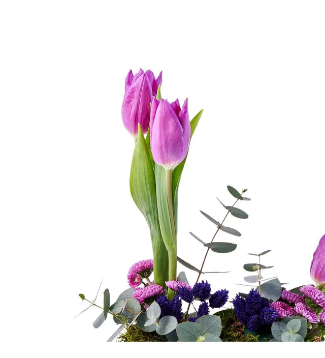 Mix Purple Lale - 3