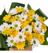 Yellow Queen - 2