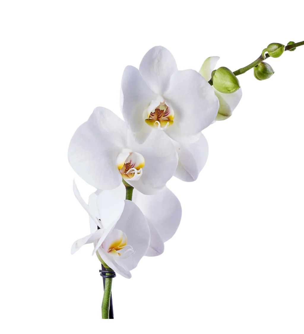 White Tek Dal Orkide - 3