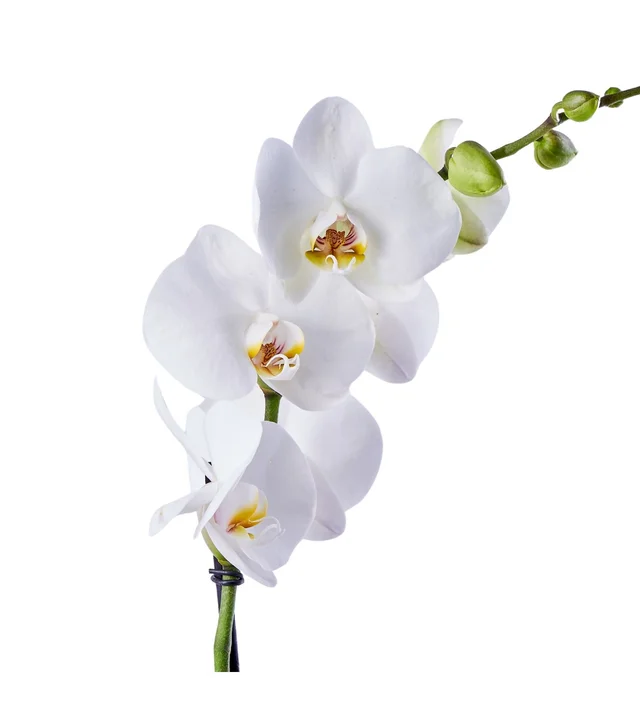 White Tek Dal Orkide - 3