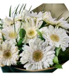 Beyaz Gerbera Buketi - 3
