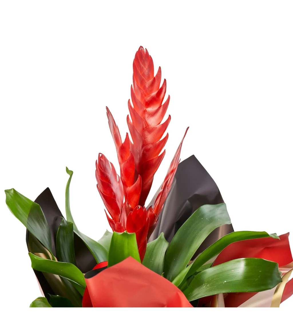 Kırmızı Vriesea Çiçeği - 3