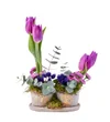 Mix Purple Lale - 4