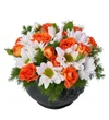 Sweet Orange - 3