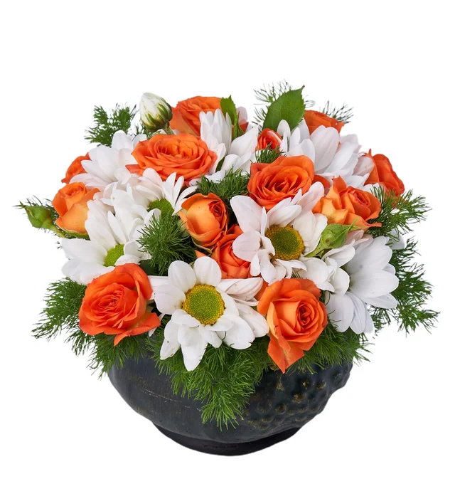 Sweet Orange - 3
