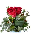 Red Beauty - 2