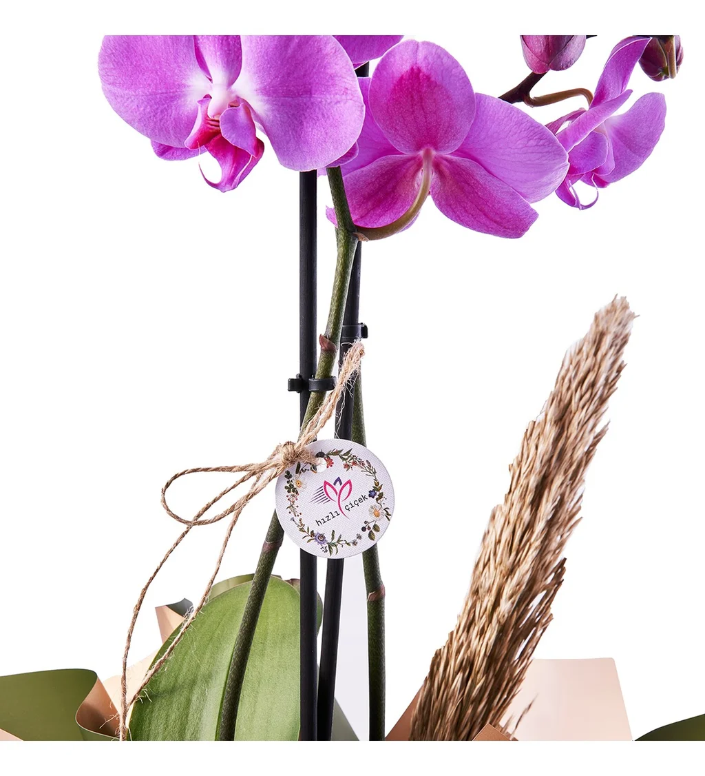 Double Sweet Purple Orkide - 3
