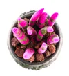 Green Elegance: Pembe Sanseveria - 3