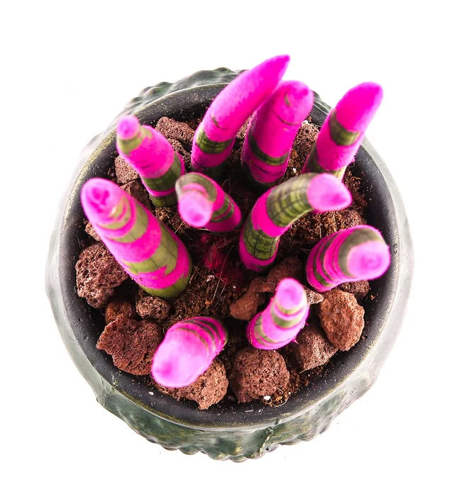 Green Elegance: Pembe Sanseveria - 3