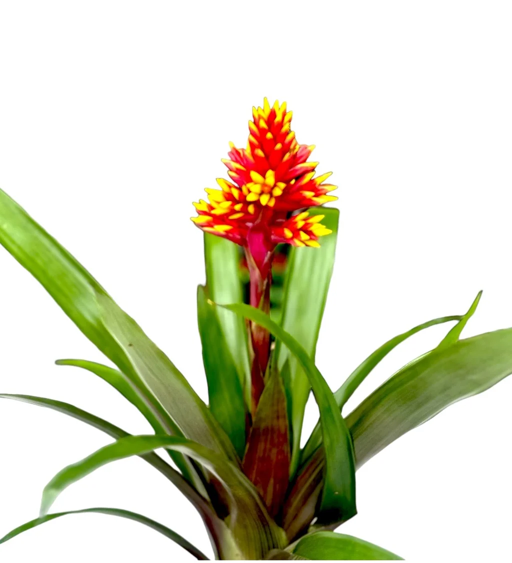 Guzmanya çiçeği - 3