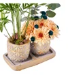 Areca Dream - 3