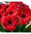 Siyah Vazoda Kırmızı Gerbera - 3