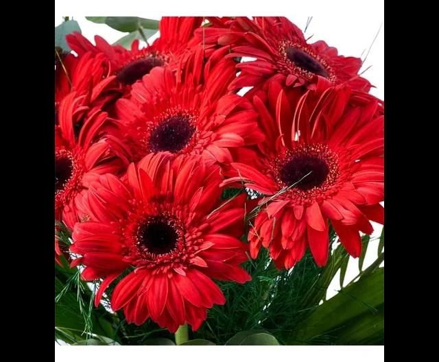 Siyah Vazoda Kırmızı Gerbera - 3
