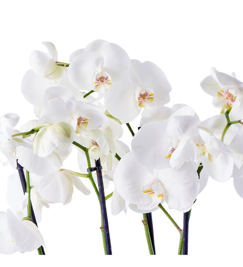 6 Dallı Feelings Orkide - 3