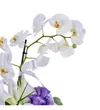 Premium Elegant Orkide - 3