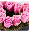Pink Heart - 2