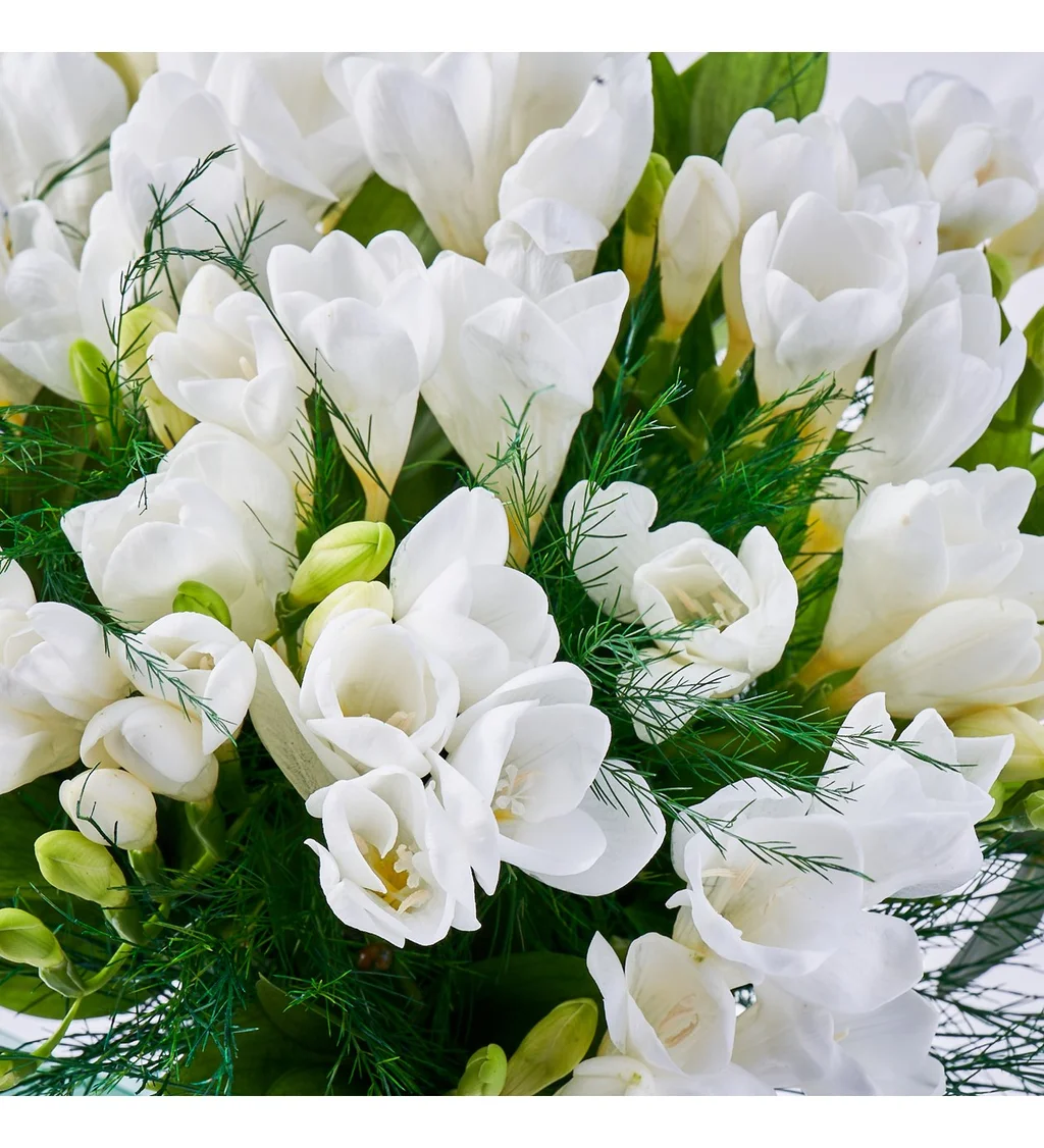 Vazoda Frezya Çiçeği - 5