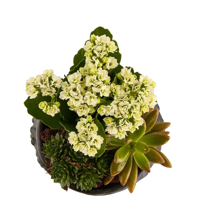 Fresh Trio Garden - 3